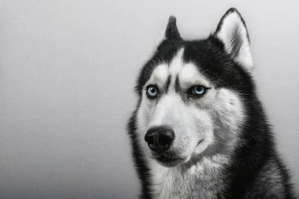 西伯利亚沙哑的狗被隔离在灰色。肖像混淆滑稽雪橇狗与蓝色眼睛. — 图库照片