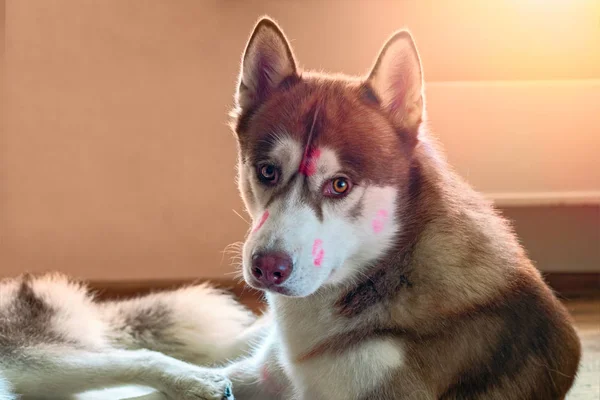 Portrait brown Siberian husky with red lipstick marks kiss on head. Husky dog looking at camera. Cute sled-dog lies in warm sunlight from window. — Stock Photo, Image