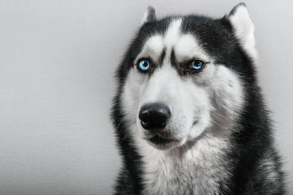 Perro husky siberiano con orejas prensadas aisladas en gris. Retrato confundido divertido trineo-perro con ojos azules . — Foto de Stock