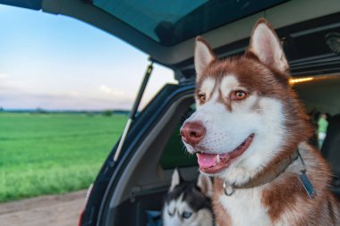 Husky köpek araç gövde. Yaz gecesi.