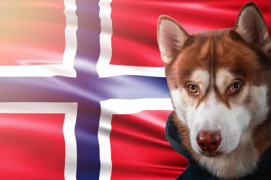 Vatansever köpek Norveç Devlet bayrağı önünde gururla. Parlak güneş ışınlarının sweatshirt içinde portre siberian dış yapraklar.