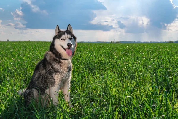 Sorrindo Husky Dog na paisagem natural. Retrato bela siberiana husky sentado na grama verde contra o céu ensolarado com nuvens . — Fotografia de Stock