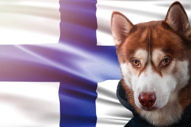 Vatansever köpek Finlandiya Devlet bayrağı önünde gururla. Parlak güneş ışınlarının sweatshirt içinde portre siberian dış yapraklar.