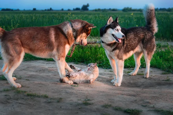 Deux chiens jouent avec le chat sur la promenade. husky sibérien rattrapé chat et le toucher avec ses pattes. Chat en colère sifflements et rayures . — Photo