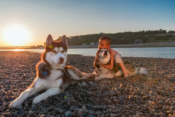 In primo piano husky siberiano, sullo sfondo ragazzo abbracciando cane husky. Bambino abbraccia animale domestico intorno al collo sulla spiaggia estiva sera . — Foto Stock