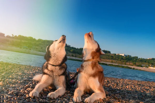 Deux chiens hurlent en soulevant leurs muselières . — Photo