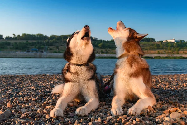 Two dogs howl raising their muzzles up. Beautiful Siberian husky howling lying on shingle river bank in orange rays setting sun. — Stock Photo, Image