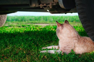 Araba kedi altında. Stenografi, evde beslenen hayvan altında araba ve görünüyor yan yeşil çimlerin üzerine yalan. Arkadan Görünüş.