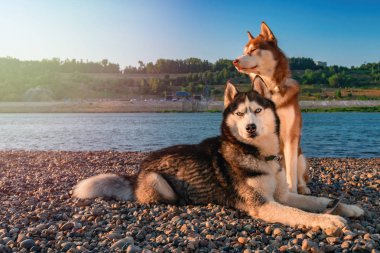 İki Sibirya husky köpek oturur karşı sıcak akşam ışık arka plan sakin Nehri kıyısında.