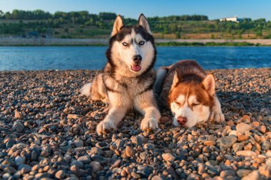 Sibirya husky köpek güzel çifti sakin bir nehrin karşı kıyısında sıcak yaz akşamları dinlenmek.