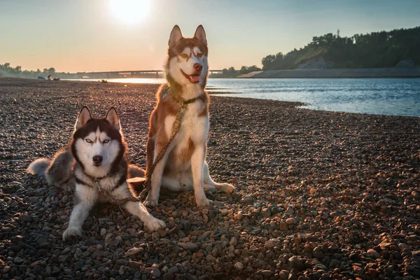 Beautiful couple Siberian husky dogs sits on shore against background calm river in warm evening light. — Stock Photo, Image
