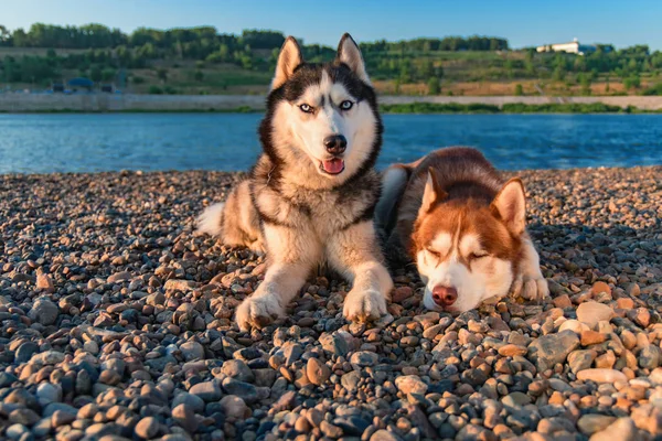 Hermoso par de perros husky siberianos descansan en la orilla contra un río tranquilo en la cálida noche de verano . —  Fotos de Stock