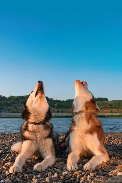 Deux chiens husky hurlent en levant leurs muselières. Belle husky sibérien hurlant couché sur la rive de la rivière dans les rayons couchant le soleil . — Photo