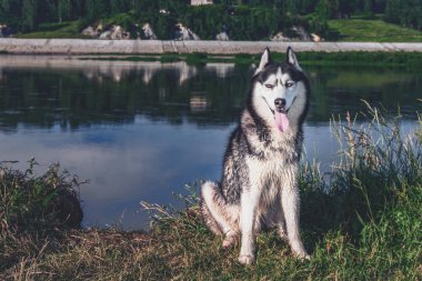 Nehir kıyısında oturan mutlu husky köpek. 