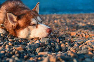 Köpek uyuyor. Siberian dış yapraklar sahilde yatan var. Çakıl deniz sahilde yaz akşamları rahat husky köpek.