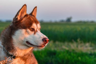 Yeşil alan ve akşam gökyüzü arka plan üzerinde kırmızı husky köpek portresi. Uzağa arıyorsunuz kehribar gözlü Sibirya husky. Yan görünümü. Kopya alanı.