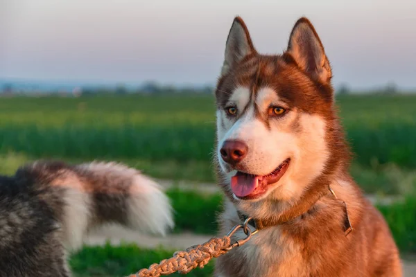 Porträtt brun husky hunden på bakgrund av gröna fält och kvällshimlen. Siberian husky med bärnstensfärgade ögon. Framifrån. — Stockfoto