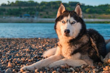 Gün batımı portre Sibirya Husky köpek.
