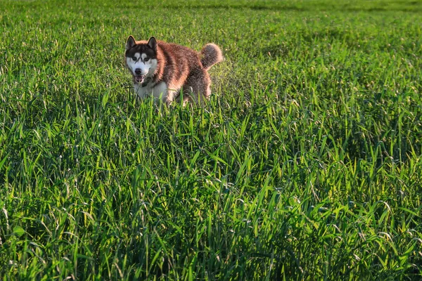 Husky dog running on wet green field. Siberian husky running for wallpaper design. Happy dog. Sunny spring nature background.