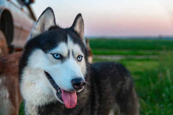 Retrato Husky Siberiano — Fotografia de Stock