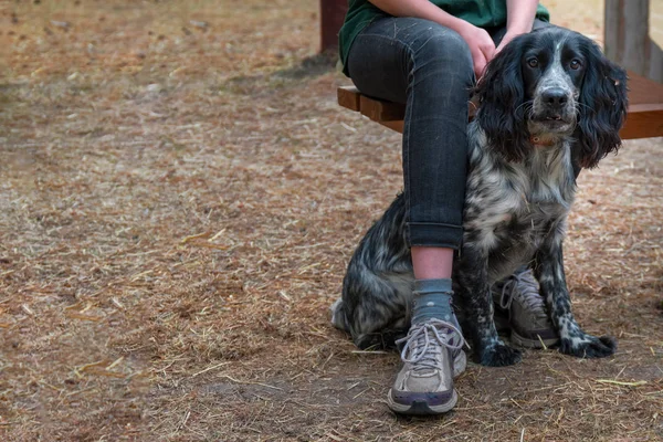 Russo Spaniel cane seduto tra le gambe proprietario. Copia spazio . — Foto Stock
