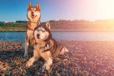 Kıyıda yan yana oturan iki Sibirya husky köpek. Yaz plaj zemin üzerine portre.