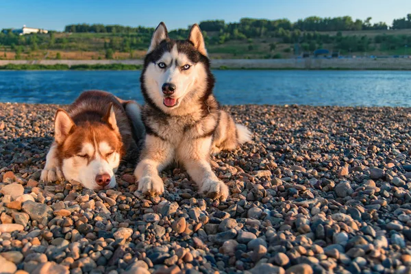 Dois cães siberianos estão lado a lado na costa. Retrato no fundo da praia de verão . — Fotografia de Stock