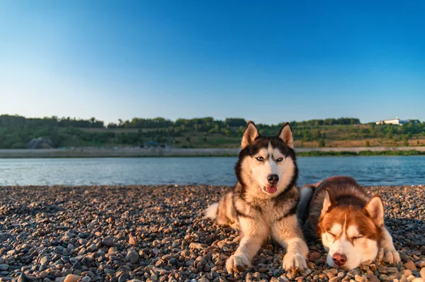 Dva roztomilý sibiřský husky psy ležet vedle sebe na pobřeží. Portrét na pozadí letní beach. — Stock fotografie