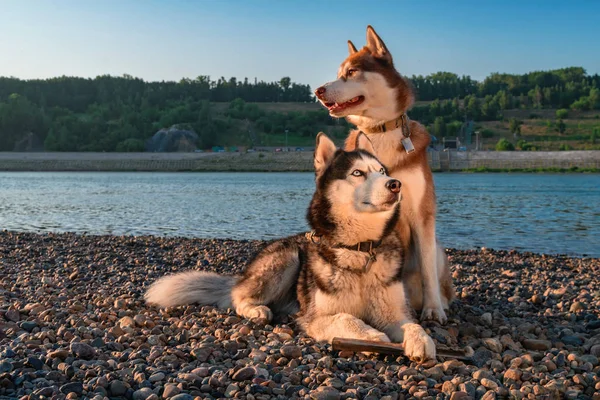 Dvě krásné sibiřský husky klidu vedle sebe na pobřeží. Formální portrét na pozadí letní pláž. — Stock fotografie