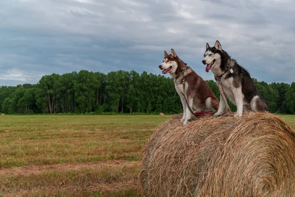 Zwei sibirische Huskyhunde sitzen auf einem Heuhaufen vor dem Hintergrund ländlicher Felder, grüner Wälder und wolkenverhangener Himmel. Kopierraum. — Stockfoto