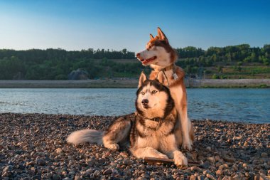 Sahilde iki Sibirya husky köpek dinlenme. Yaz plaj arka plan üzerinde portre.