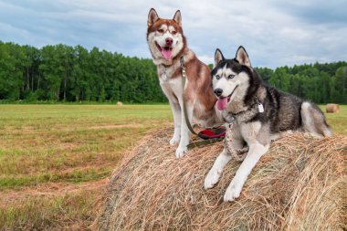 İki Sibirya husky köpek haystack arka plan alanı, orman ve bulutlu gökyüzü üzerinde oturmak. Kopya alanı.