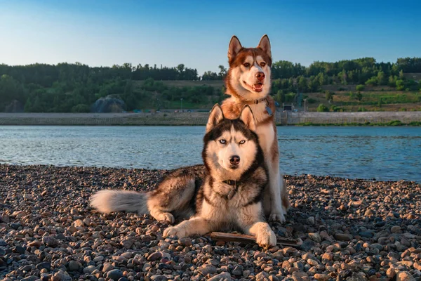 Un paio di husky siberiani sulla riva. Ritratto sullo sfondo della spiaggia estiva . — Foto Stock