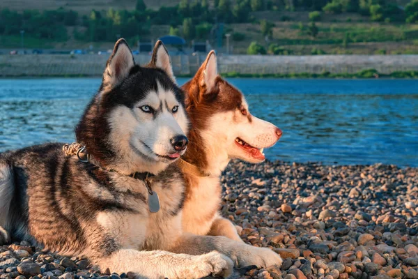 Dois belos siberianos husky lado a lado na ensolarada costa de verão . — Fotografia de Stock