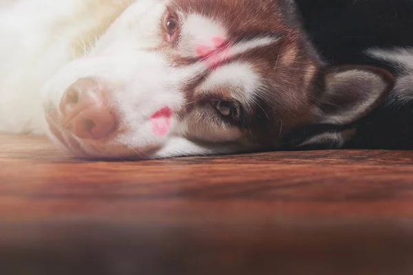 Chien avec des marques rouges à lèvres de baiser sur le visage. Portrait de husky sibérien couché sur le sol . — Photo