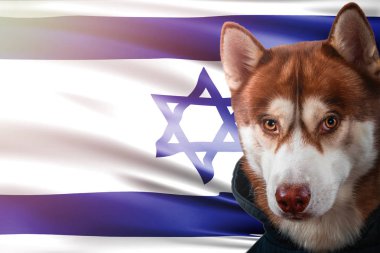 İsrail bayrağı önünde gururla vatansever köpek. Parlak güneş ışınlarının sweatshirt içinde portre siberian dış yapraklar.