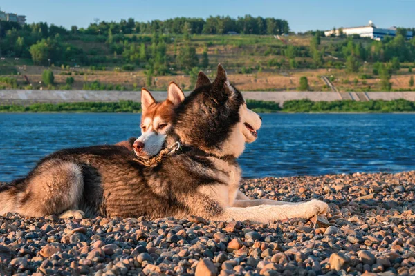 Sibiřský husky psi leží na břehu vedle sebe. Husky pes položil hlavu na jiných psa zpět. Kopírovat prostor. — Stock fotografie
