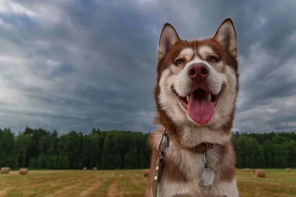 Ritratto felice cane husky siberiano. Carino cane husky sullo sfondo drammatico cielo con le nuvole. Vista ad angolo basso . — Foto Stock