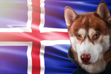 Vatansever köpek İzlanda bayrağı önünde gururla. Parlak güneş ışınlarının sweatshirt içinde portre siberian dış yapraklar.