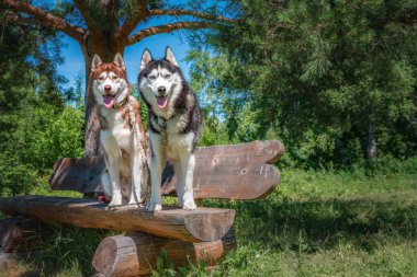 İki köpek bankta oturmak. Bir ahşap Bank güneşli yaz Park Sibirya husky köpekleri portresi.