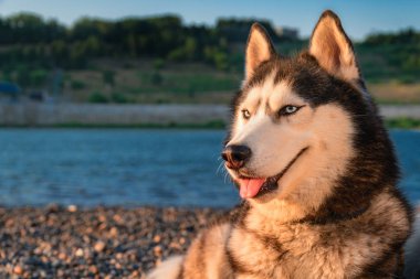 Sibirya Husky köpeği