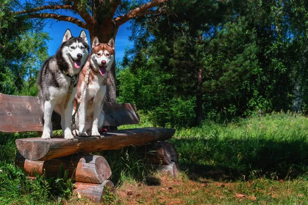 两只可爱的狗坐在长凳上。在阳光明媚的公园, 在背景的绿色森林和蓝天的长凳上的西伯利亚哈士奇狗肖像. — 图库照片