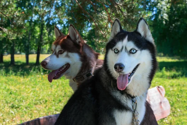 Due simpatici cani husky. Ritratto di husky siberiano in parco soleggiato, su sfondo verde bosco e cielo blu — Foto Stock