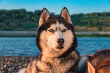 Sibirya köpeğinin portresi