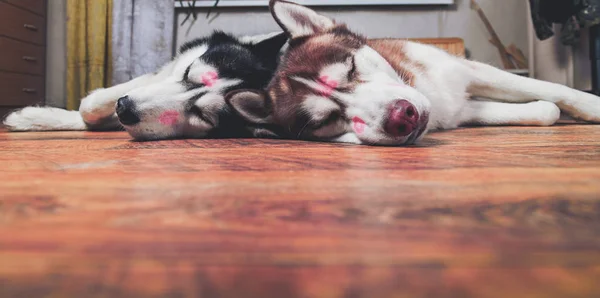 Deux chiens avec des marques de rouge à lèvres rouges sur le visage après avoir embrassé. Husky chiens dorment côte à côte à la maison sur le sol . — Photo