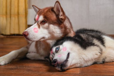 Kırmızı ruj izleri öpücük onun başları üzerinde köpekler. Sibirya husky yerde yan yana yatıyor. Sevgi sevimli Evcil hayvan kavramı.