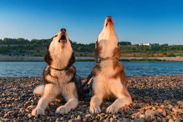 Câinii urlă. Doi husky siberieni şi-au ridicat feţele şi au urlat. Husky cântă cântec . — Fotografie, imagine de stoc