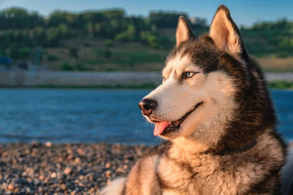 Retrato de cão husky siberiano na luz da noite. O cão husky de olhos azuis da cor preta e branca olha para o lado . — Fotografia de Stock