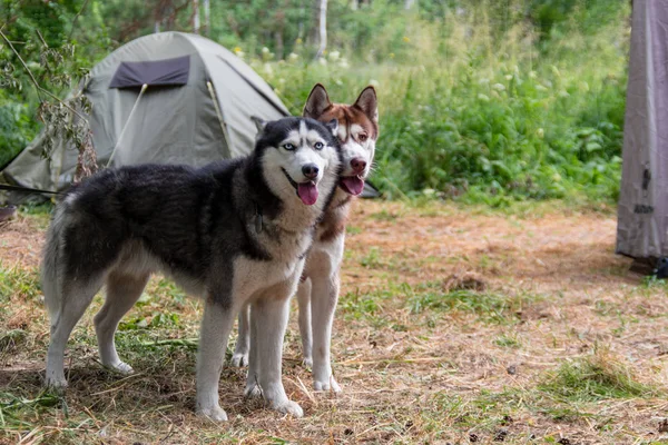 Dois cães husky estão no fundo de uma tenda no acampamento turístico na floresta de verão . — Fotografia de Stock