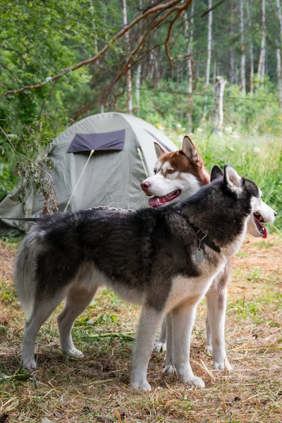 Dois cães na tenda verde de fundo no acampamento da floresta. Huskies siberianos ficar lado a lado e olhar em direções diferentes . — Fotografia de Stock